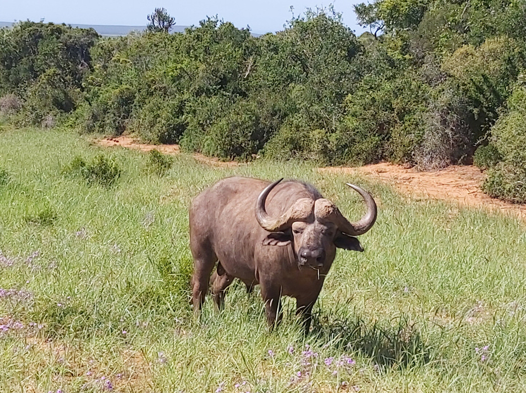 African Sightings Adventure Tours & Safaris景点图片