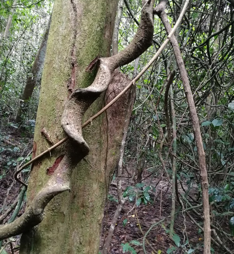 Pemba Flying Fox Forest-Wete必去景点
