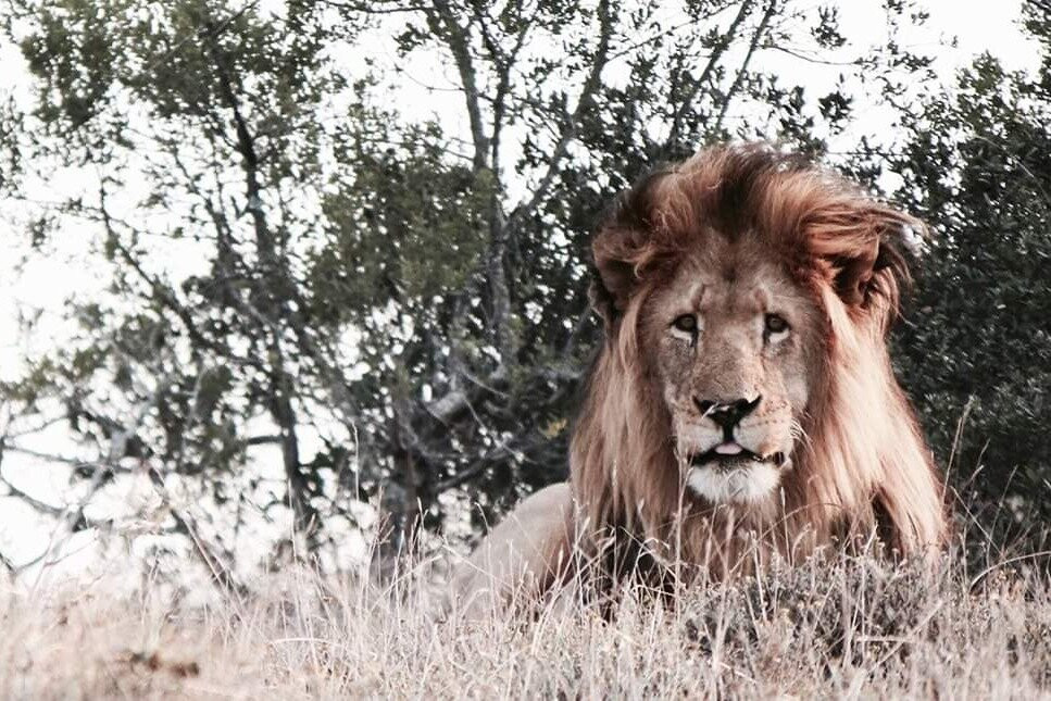 Just Safaris-伊丽莎白港必去景点