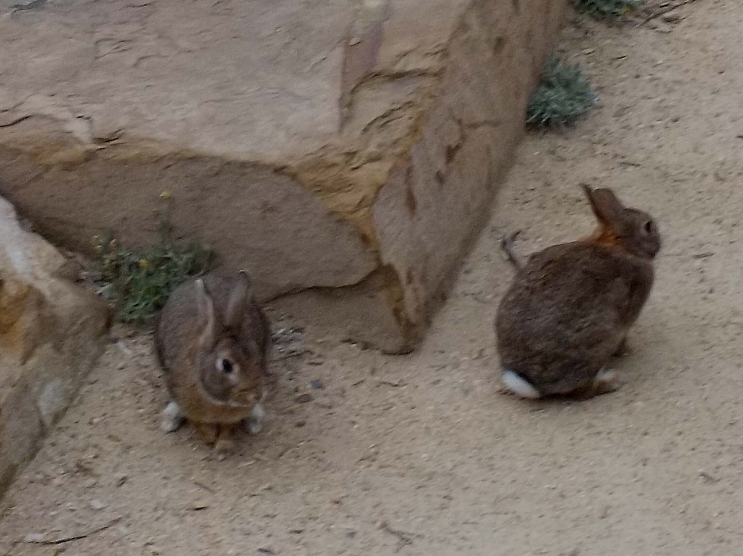 Royal Park Nature Play Playground-墨尔本必去景点