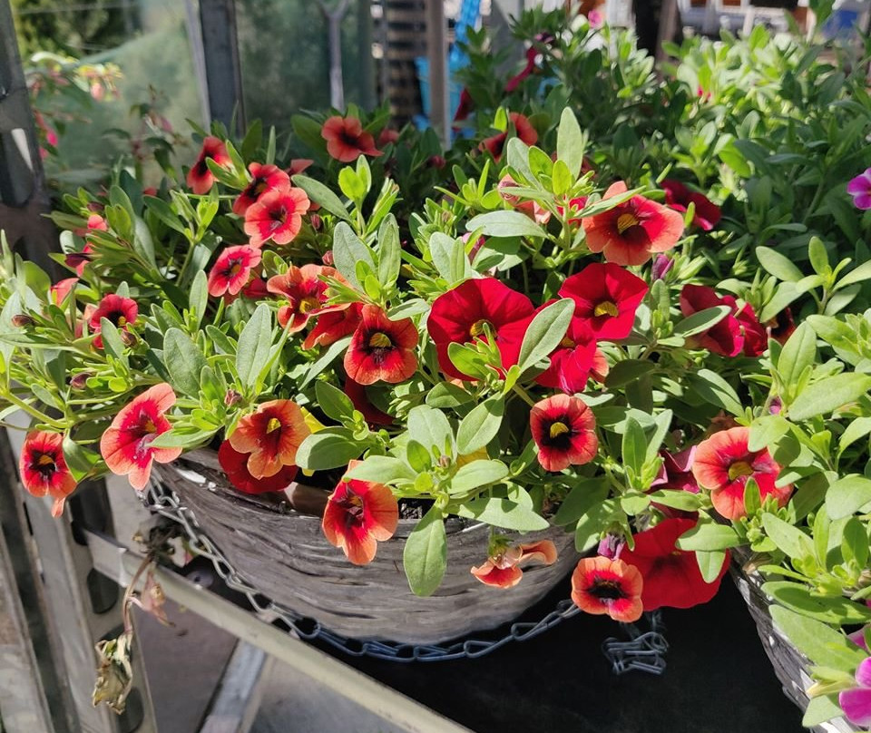 Cuckoo Bridge Nursery & Farm Shop景点图片