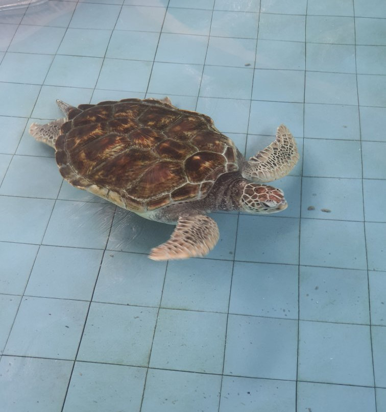 Turtle Conservation and Information Center-红土坎必去景点