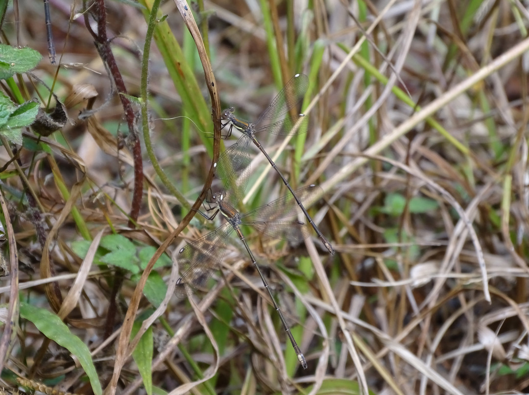 Queen Elizabeth Park-彼得马里茨堡必去景点