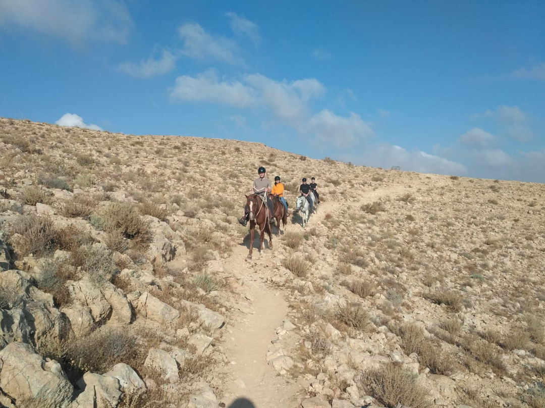 The Alpaca Farm-米茨佩拉蒙必去景点