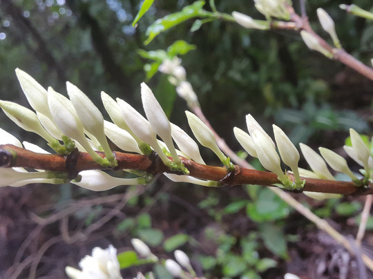 Café San Luis-蒙特沃德必去景点