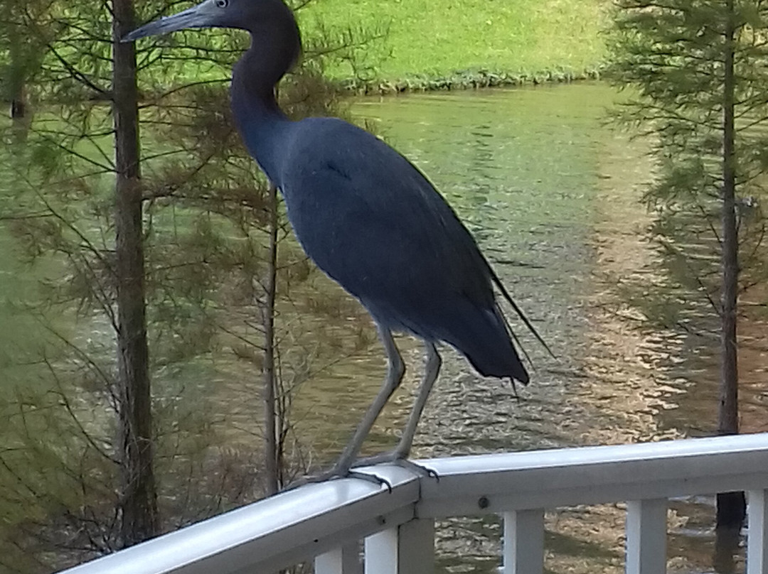 Westgate Town Center Resort主图