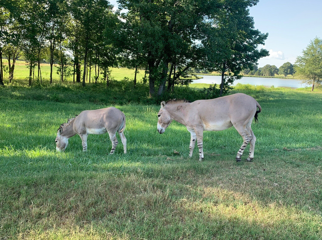 Safari Wild Animal Park and Preserve景点图片