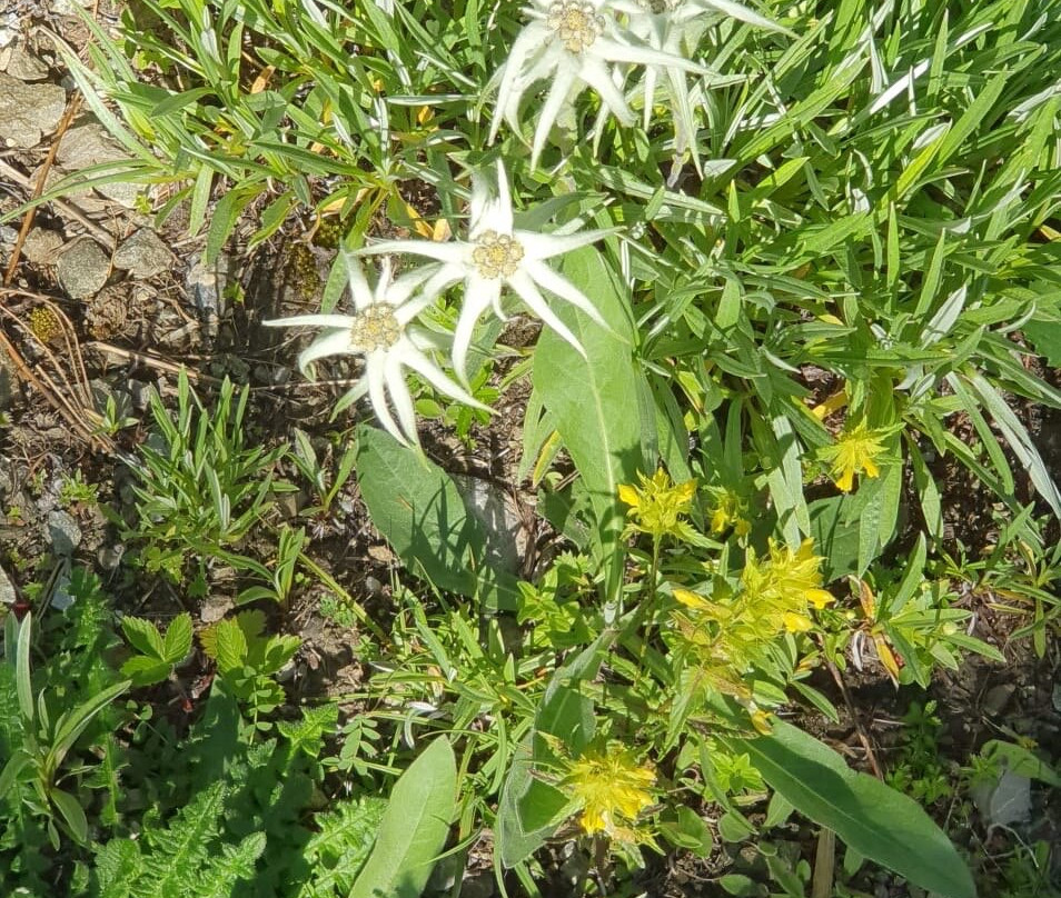Botanical Garden Alpinum Schatzalp-Davos Platz必去景点