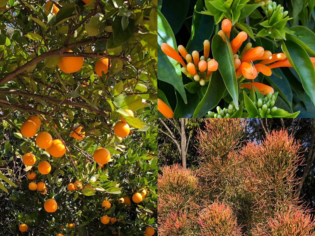 Hunter Valley Gardens景点图片