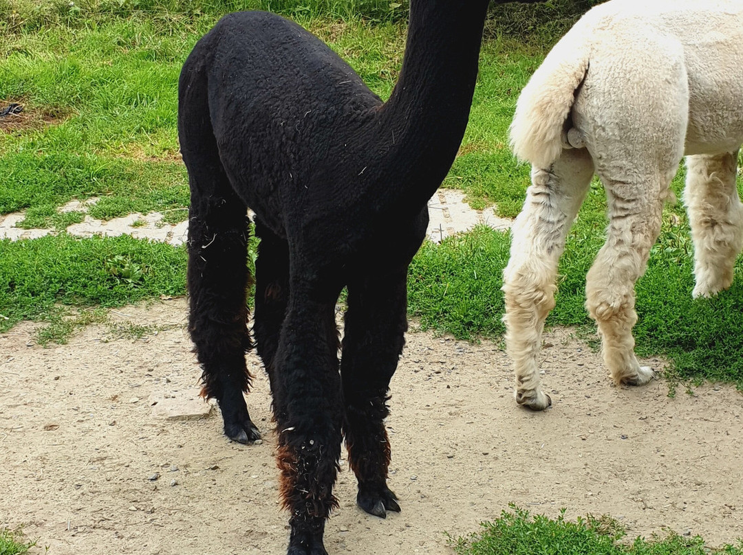 Abolengo de Alpaca景点图片