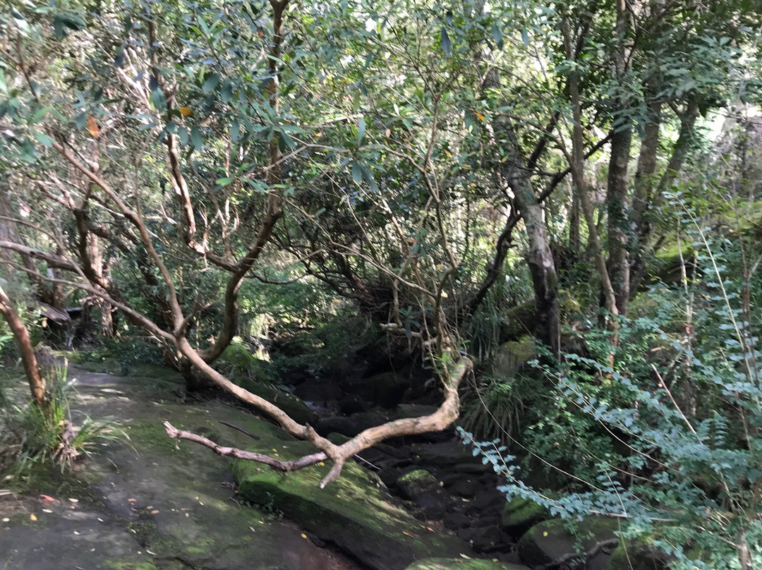 Berowra Valley National Park景点图片