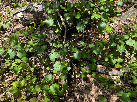 Ringhaver Park/Ortega River Nature Preserve-杰克逊维尔必去景点