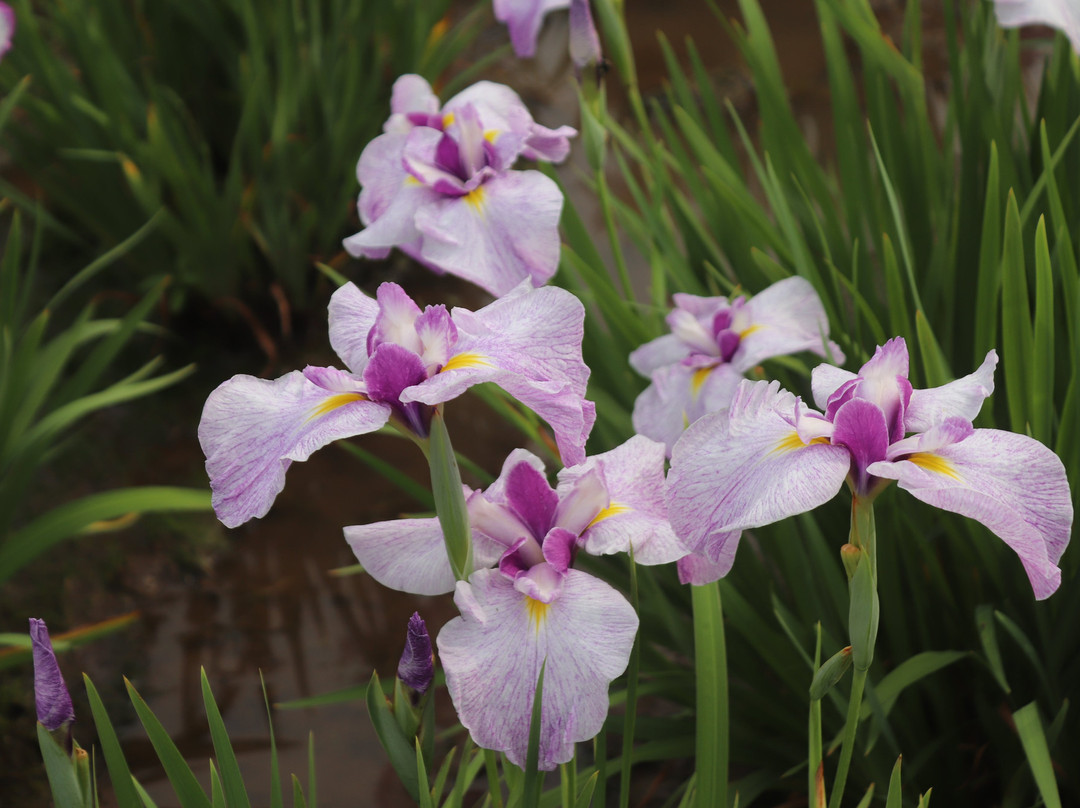 Kitayama Park-东村山市必去景点