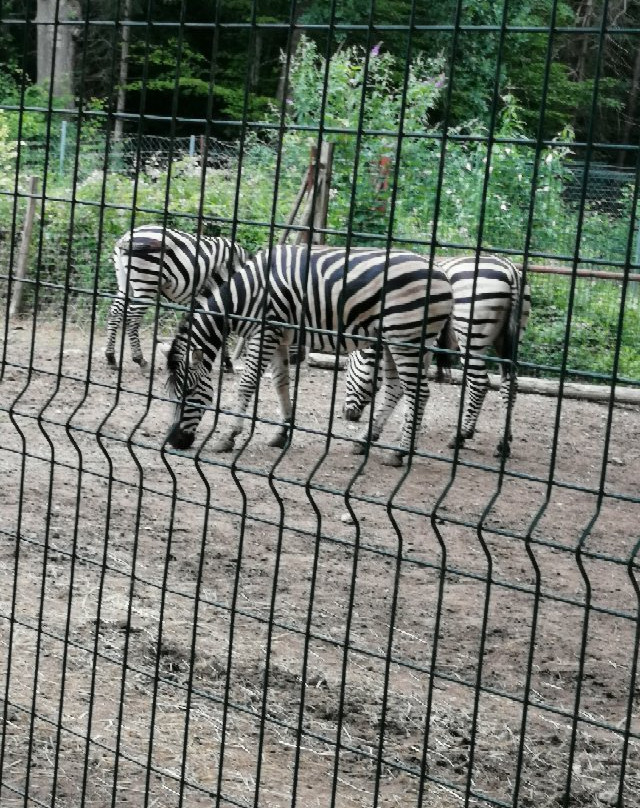 Zoo du Bois d'Attilly景点图片