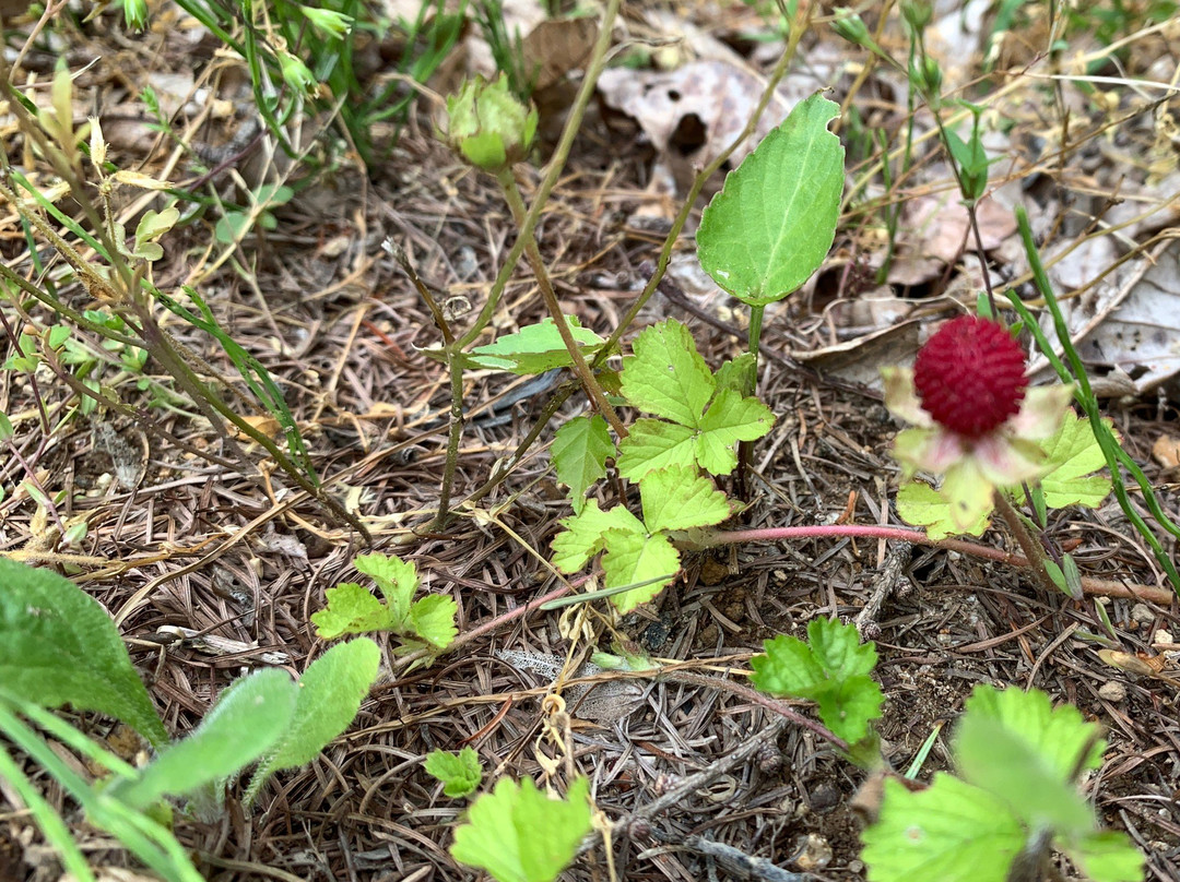 Hatori Lake Observation Deck-天荣村必去景点