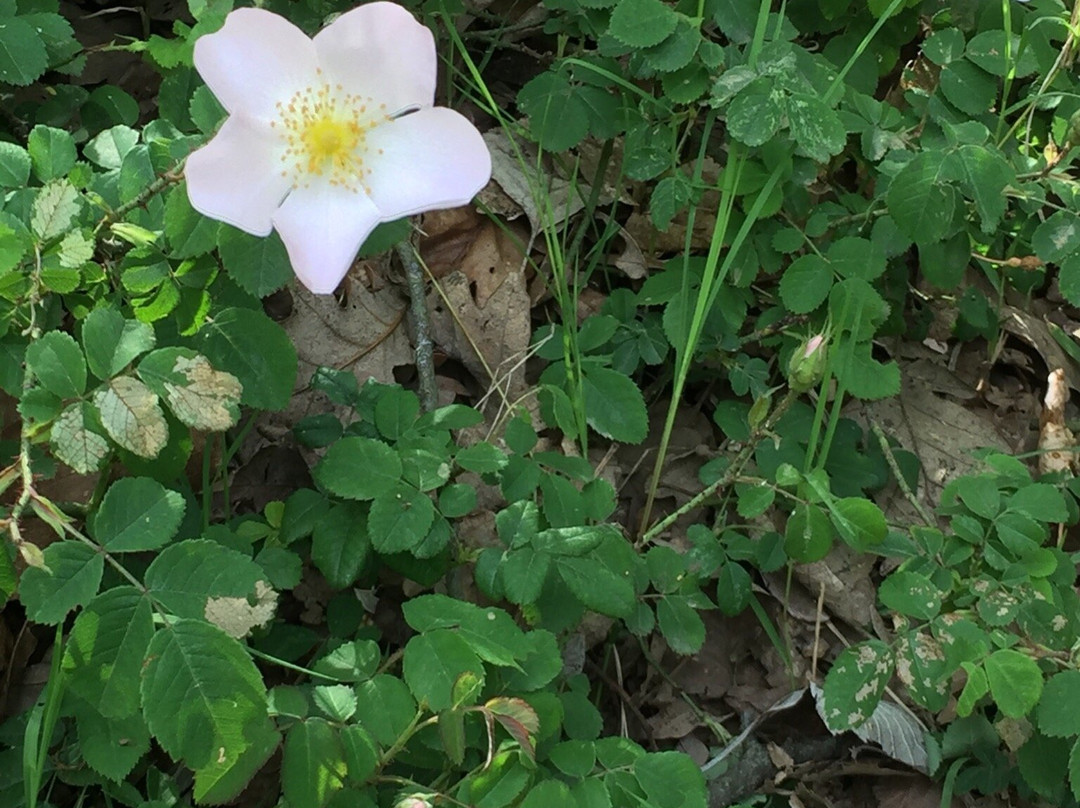 Reano旅游攻略图片