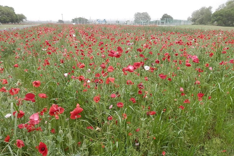 Kinu Green Park-高根泽町必去景点