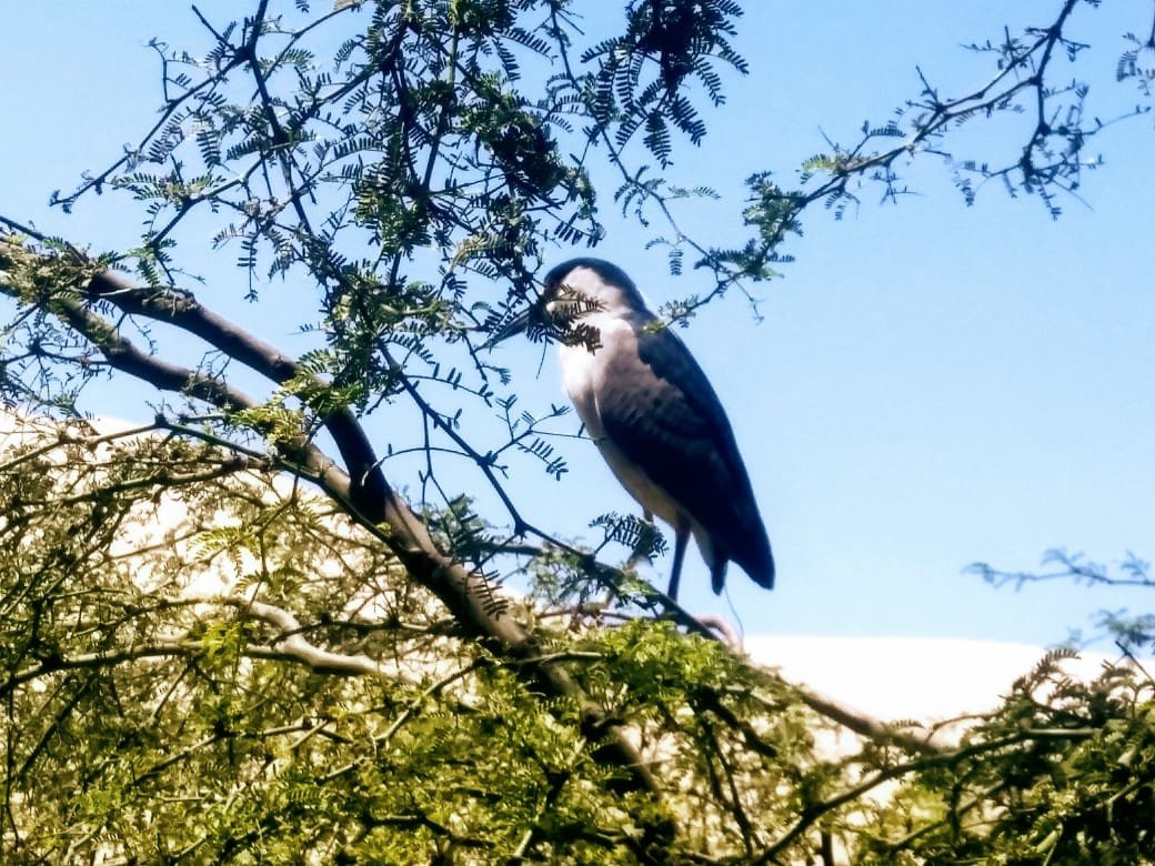 Ica, huacachina, boggies pisco food-Huacachina必去景点