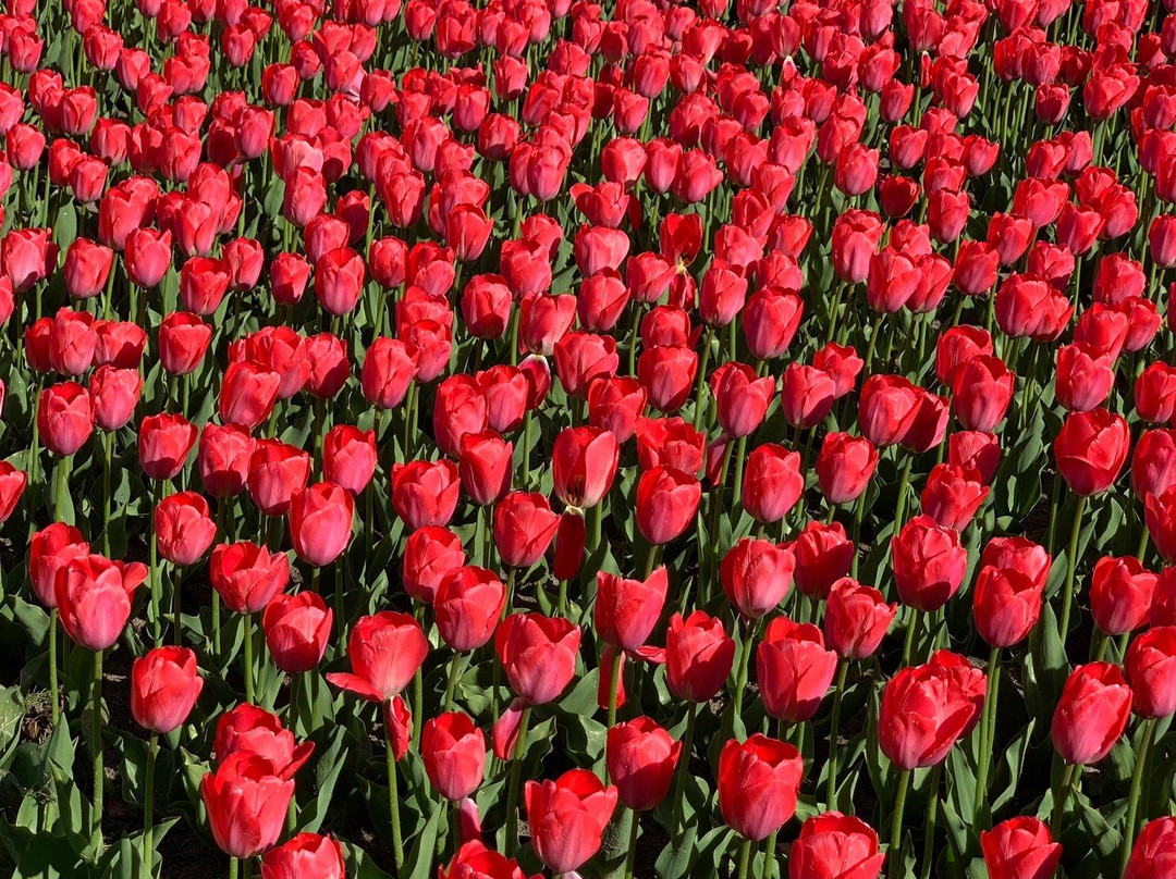Window on the Waterfront-荷兰村必去景点
