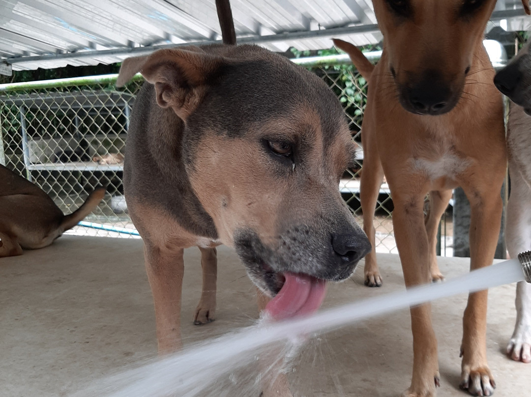 流浪狗基金会-普吉岛必去景点