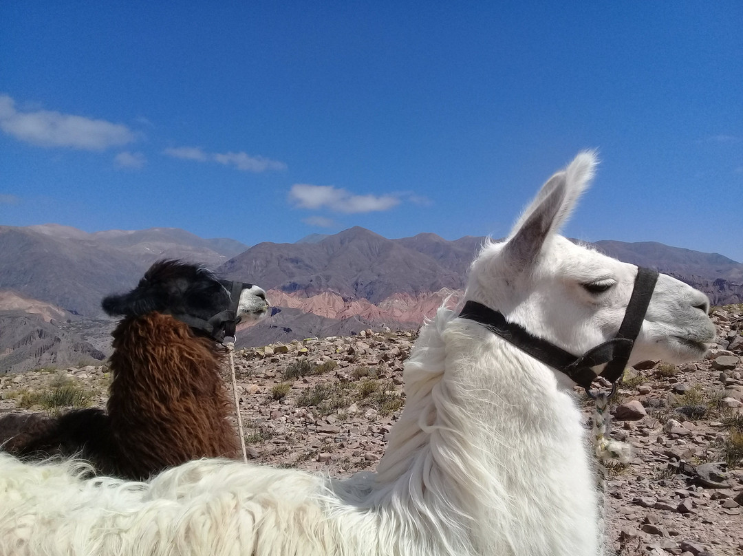 Caravana de Llamas景点图片