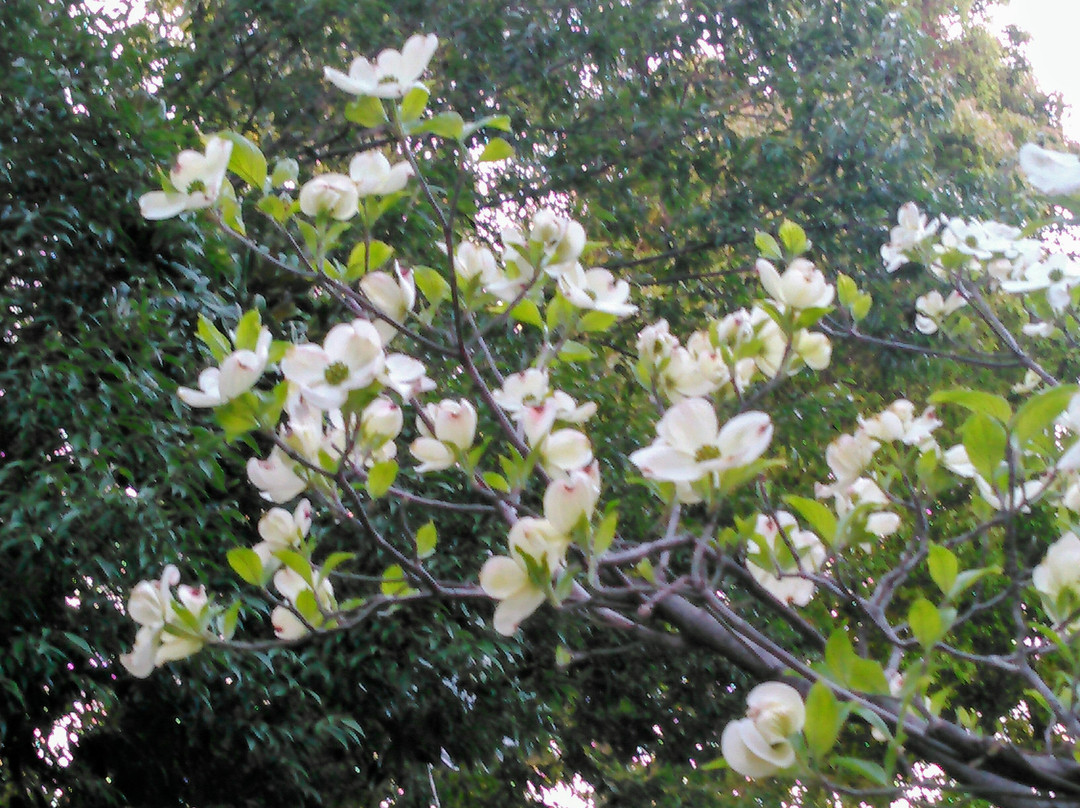 Honsenji Temple-品川区必去景点