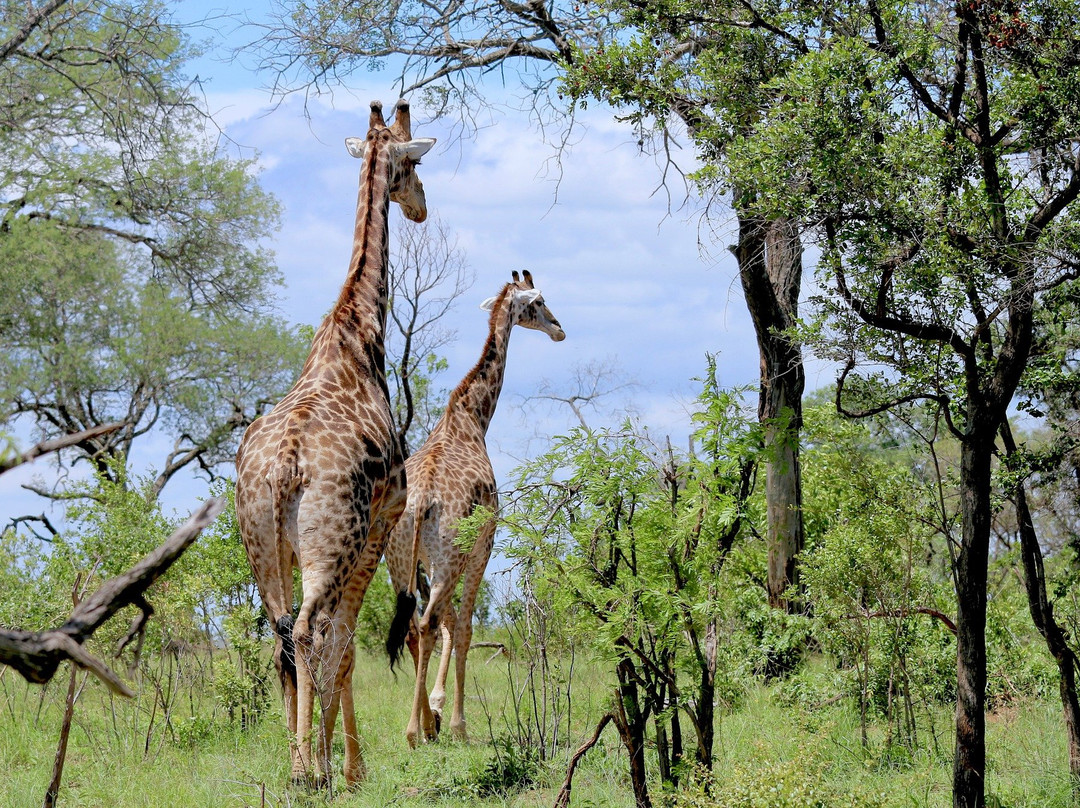 Terre Authentic Tours & Safaris景点图片