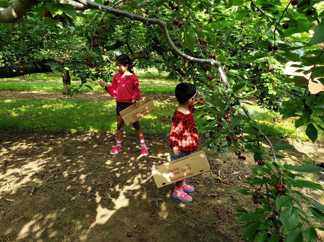 Cherry Avenue Farms景点图片