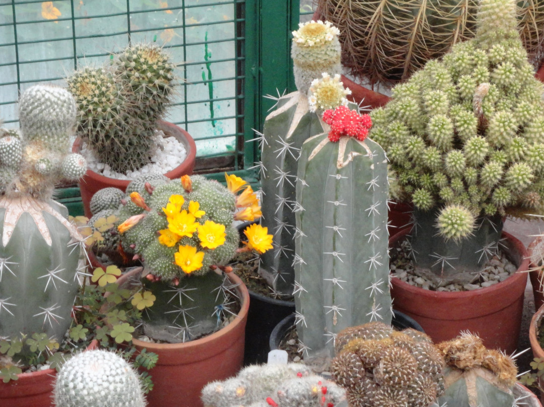 Sarkaria Cactus Garden景点图片