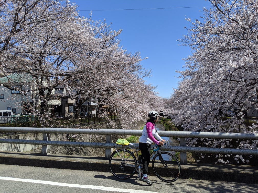 Misawa River Cherry Blossoms-稻城市必去景点