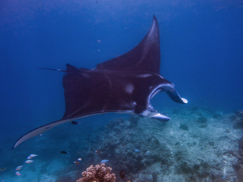 Dive Fiji-奥诺岛必去景点