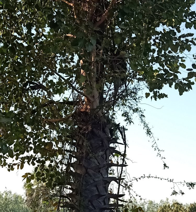 A Home For Nature Lovers主图