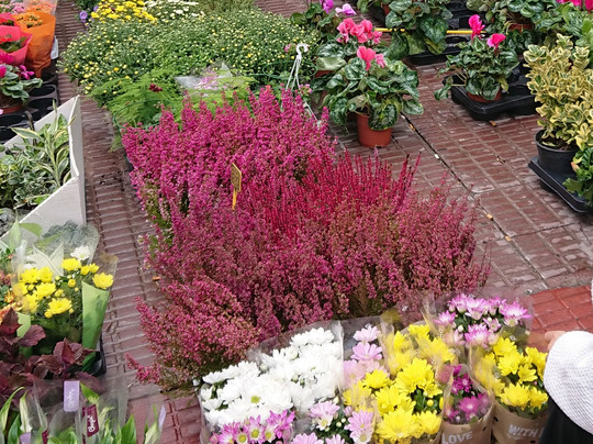 Mercadillo de los Pajaritos