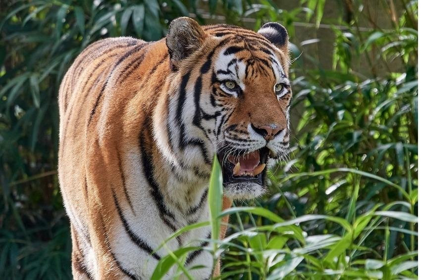 Trip To Ranthambore-瑟瓦伊马托布尔必去景点