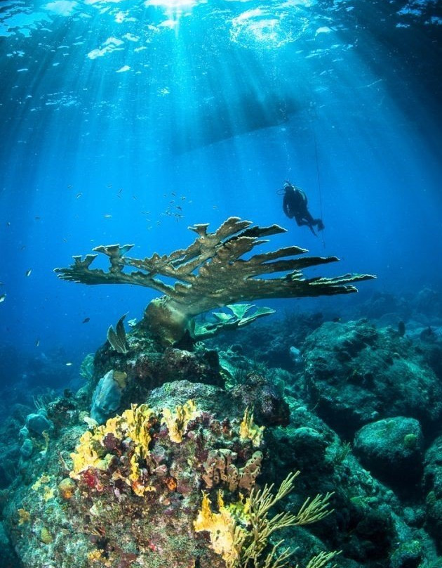 Saba Divers-Fort Bay必去景点
