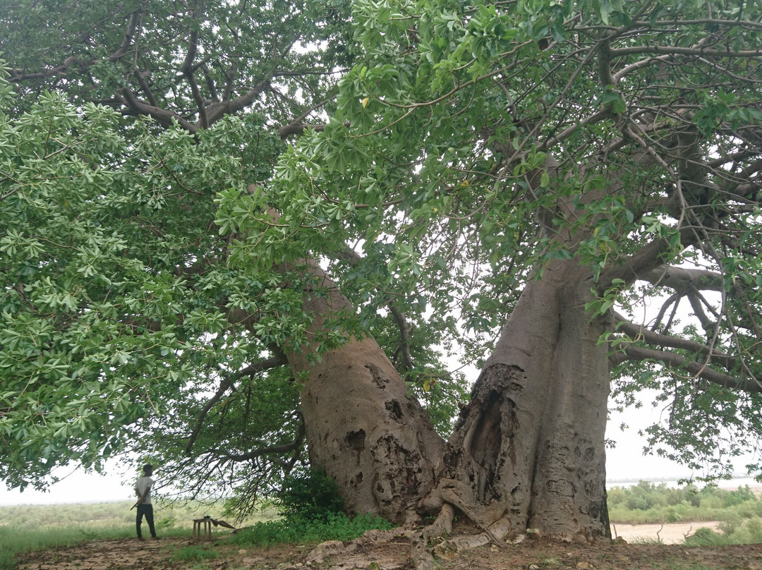 Eco Parc Reniala景点图片