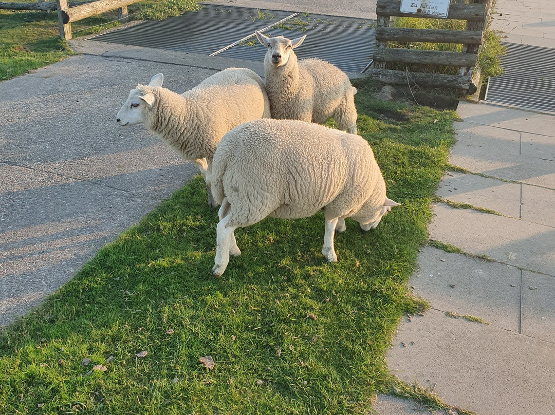 Hamburger Hallig-Bredstedt必去景点