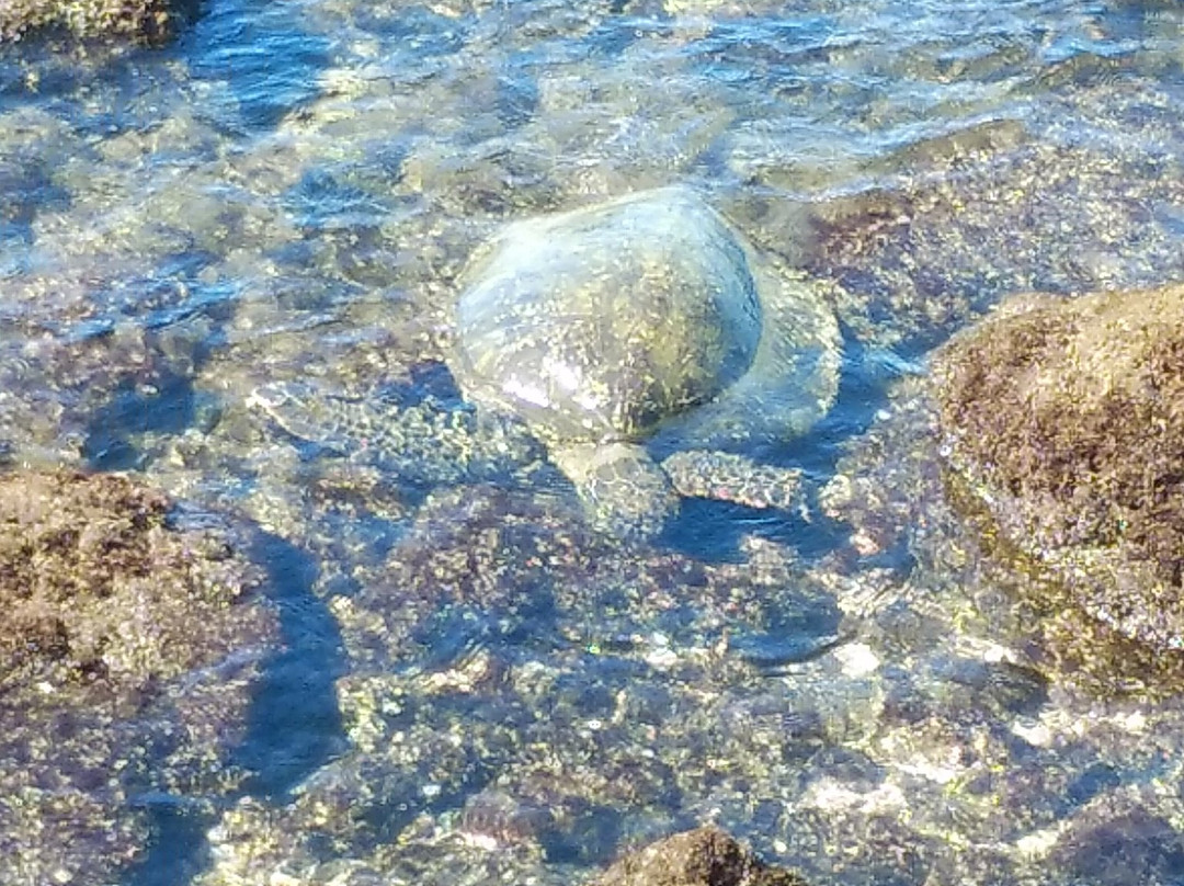 Big Island-Medicine Lake必去景点