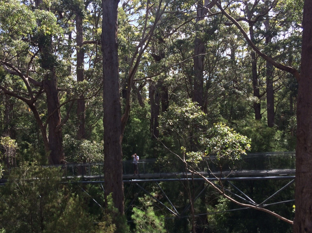 Valley of the Giants Tree Top Walk景点图片