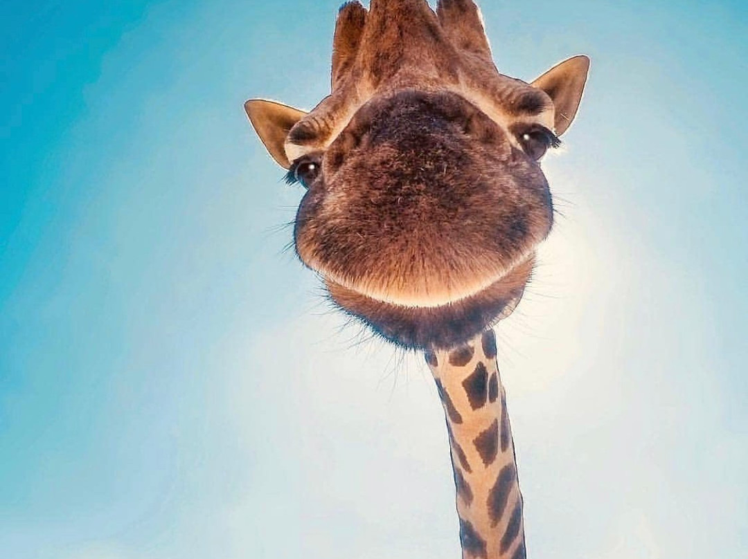 Jazz On The Lawn-布隆方丹必去景点