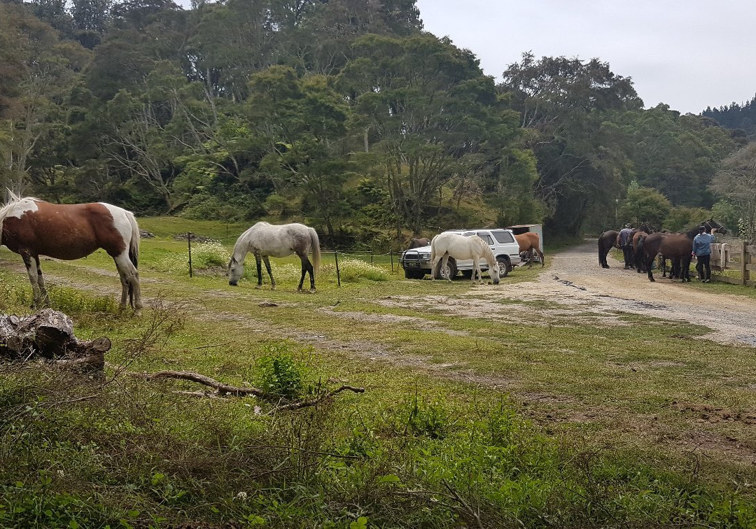 Nikau Valley Horse Treks景点图片