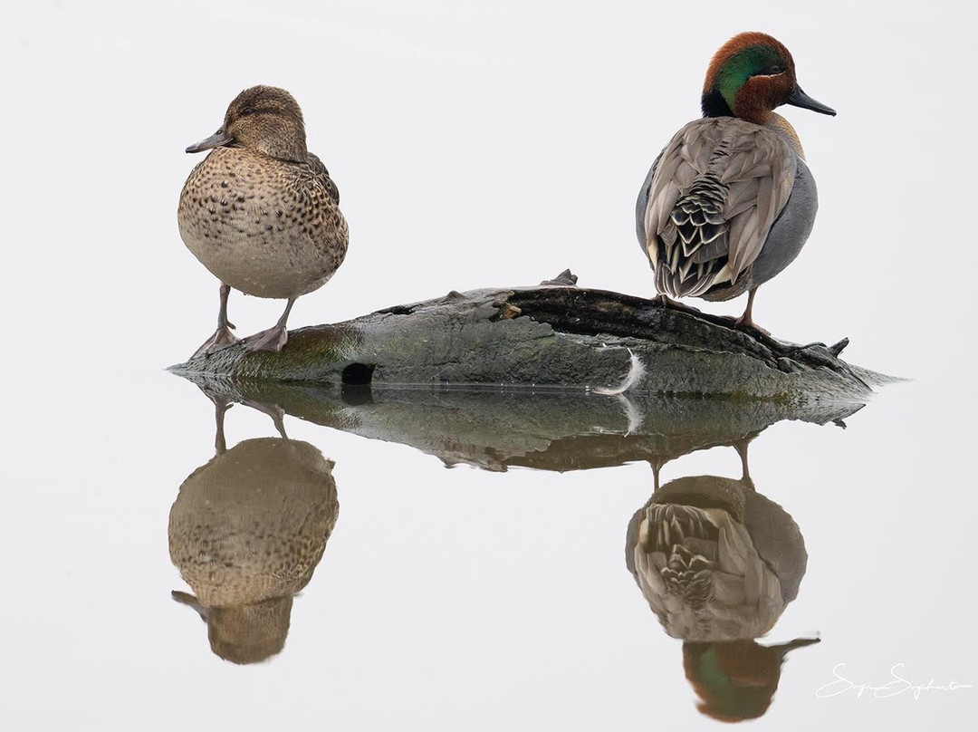 Sacramento National Wildlife Refuge-Willows必去景点
