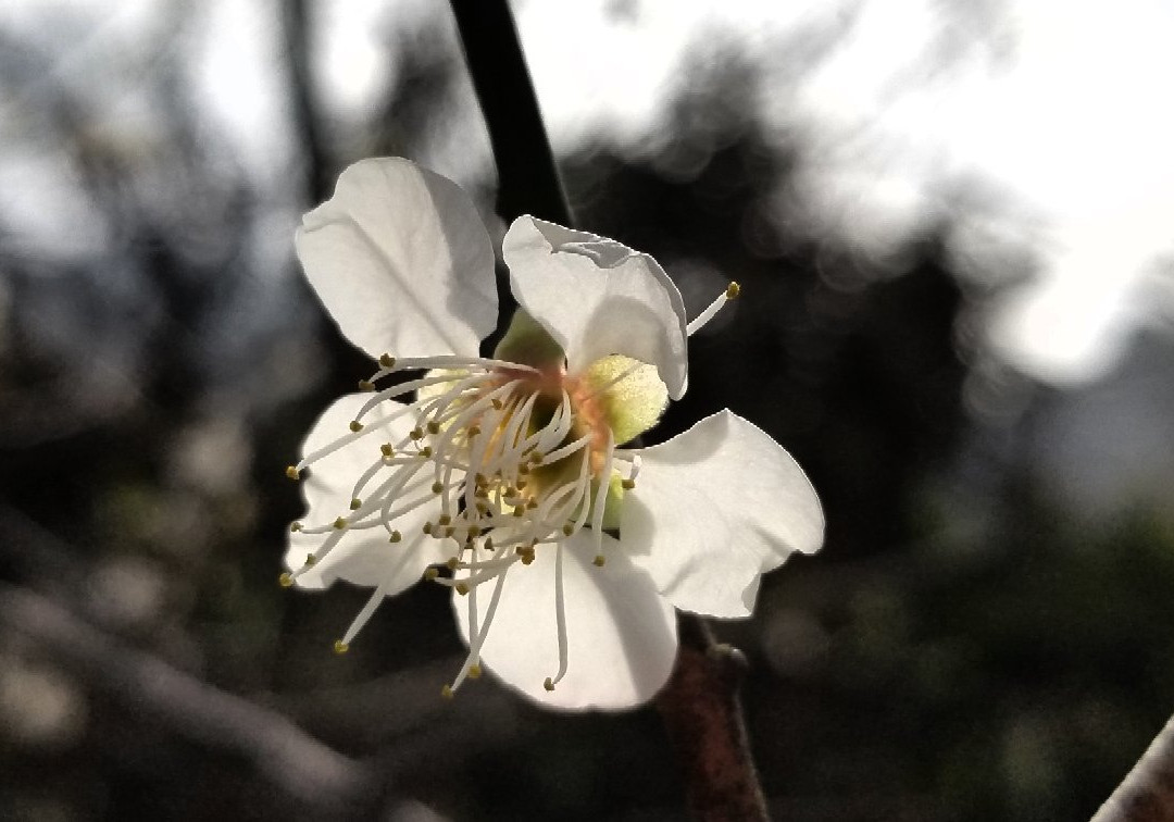 流溪河森林公园-从化市必去景点
