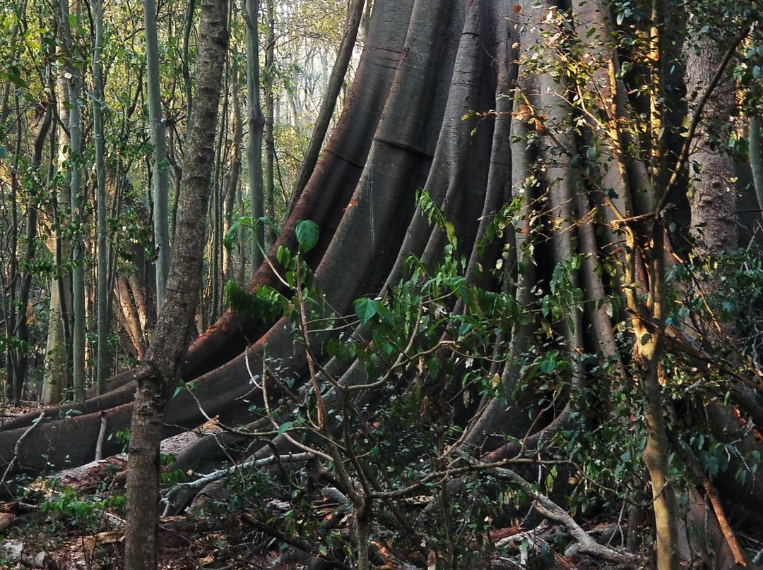Wingham Brush Nature Reserve-温厄姆必去景点