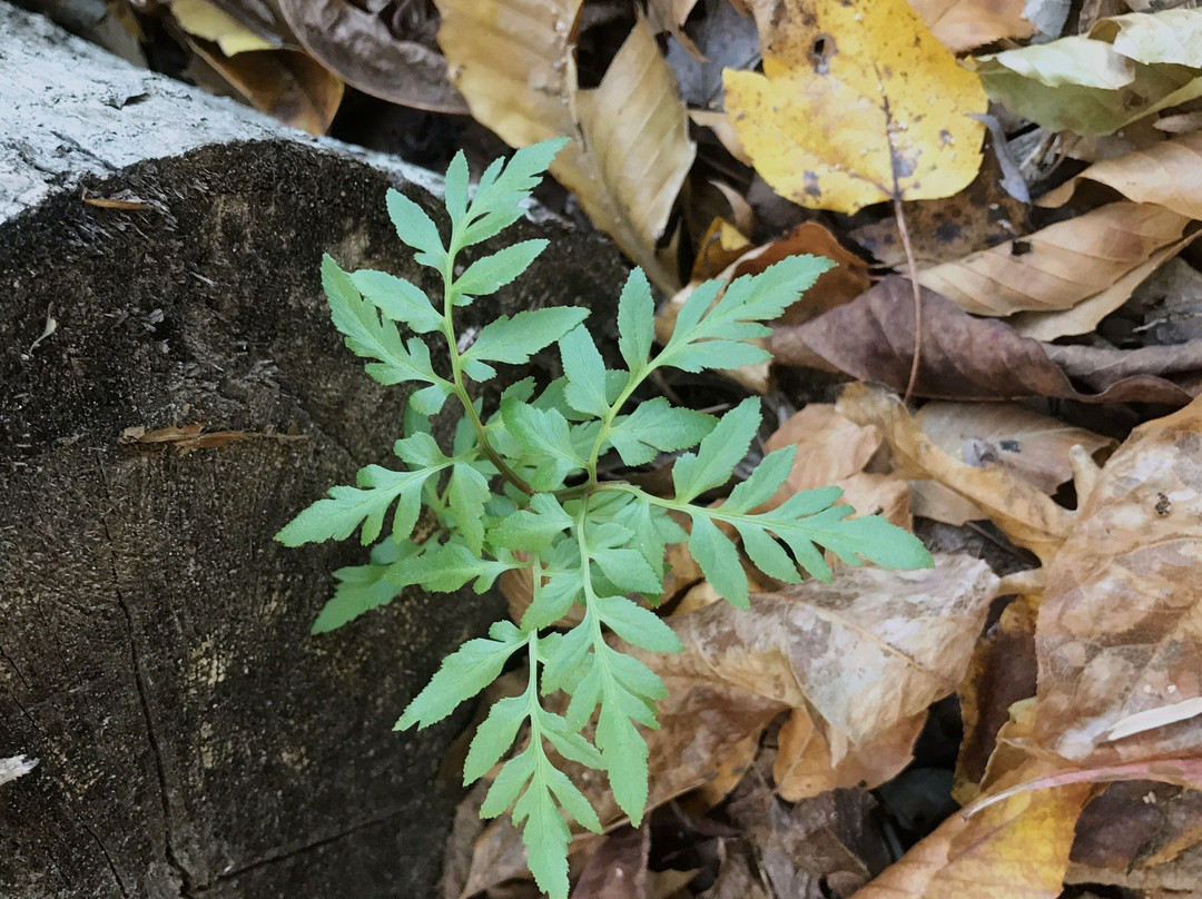 Poinsett Bridge-格林维尔必去景点