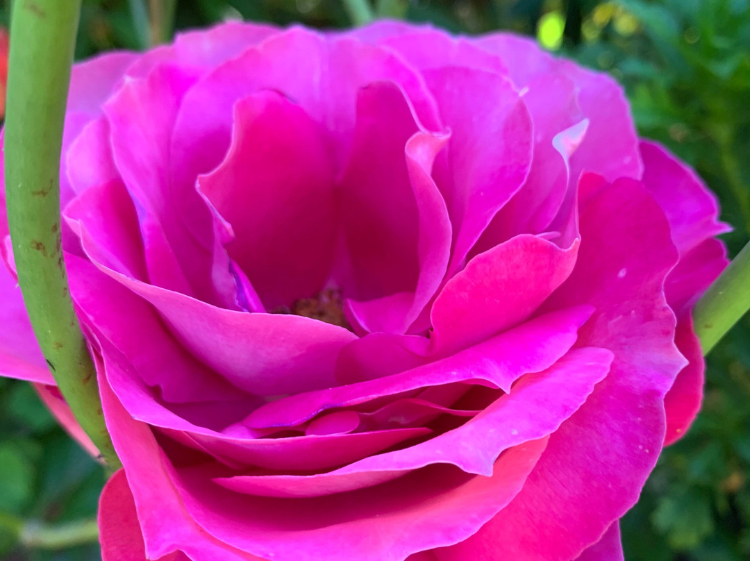 Hillside at Woodstock Bed & Breakfast主图