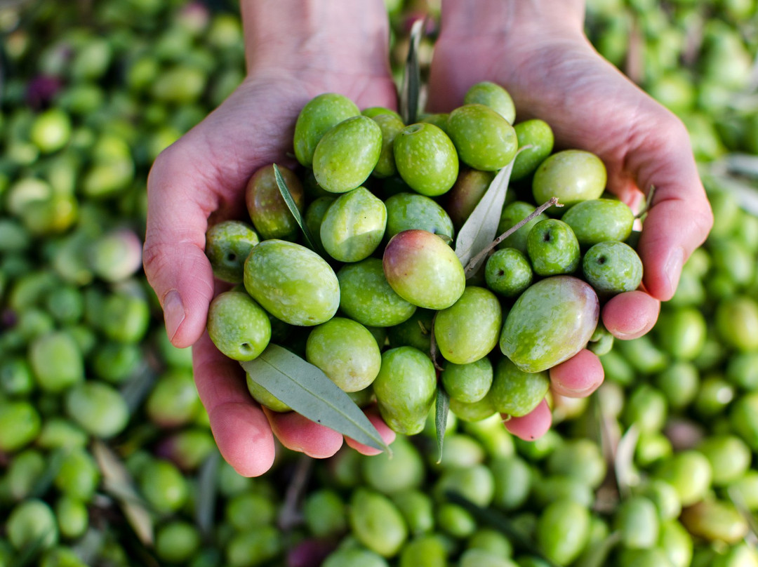 Crete Urban Adventures-雷斯蒙必去景点