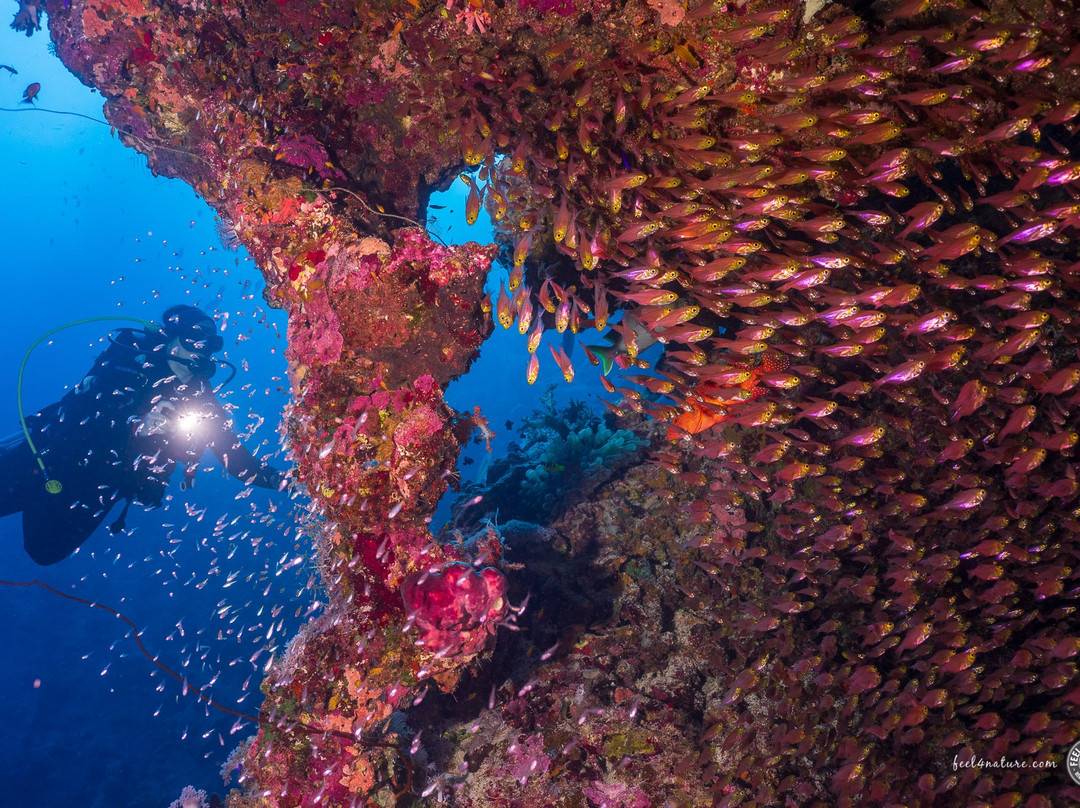 Diving El Flamenco-艾尔可西利亚必去景点