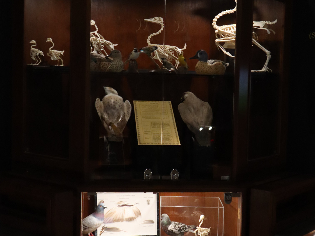 Souq Waqif Falcon Hospital-多哈必去景点