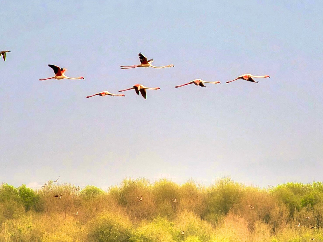Thane Creek Flamingo Sanctuary景点图片